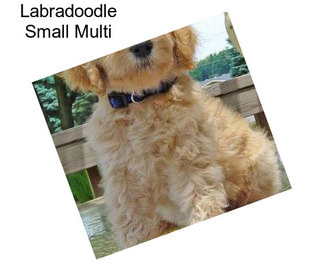 Labradoodle Small Multi