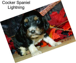 Cocker Spaniel Lightning