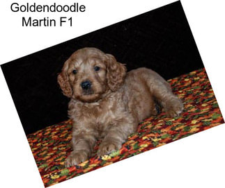 Goldendoodle Martin F1