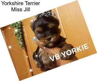 Yorkshire Terrier Miss Jill