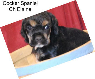 Cocker Spaniel Ch Elaine