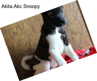 Akita Akc Snoopy