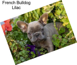 French Bulldog Lilac