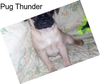 Pug Thunder