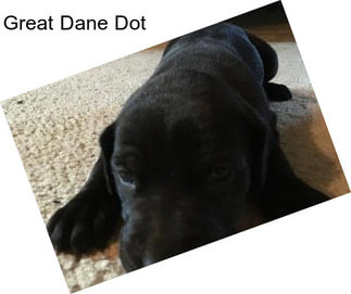 Great Dane Dot