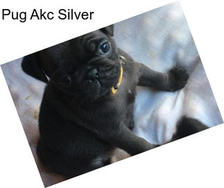 Pug Akc Silver