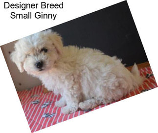 Designer Breed Small Ginny