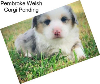 Pembroke Welsh Corgi Pending