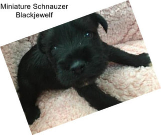 Miniature Schnauzer Blackjewelf