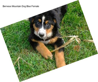 Bernese Mountain Dog Blue Female