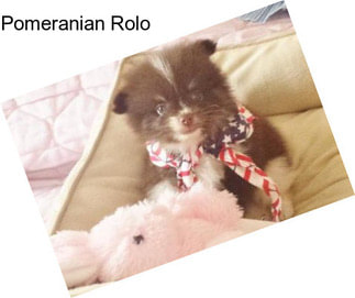 Pomeranian Rolo