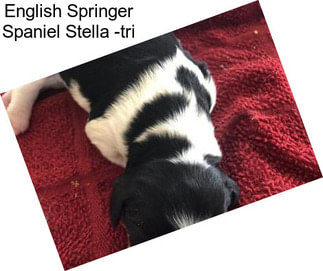 English Springer Spaniel Stella -tri