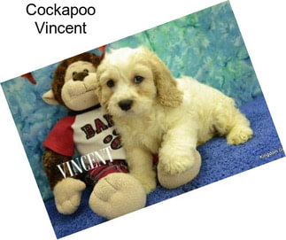 Cockapoo Vincent
