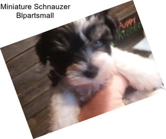 Miniature Schnauzer Blpartsmall