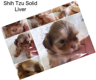 Shih Tzu Solid Liver