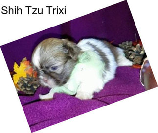 Shih Tzu Trixi