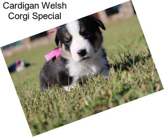 Cardigan Welsh Corgi Special