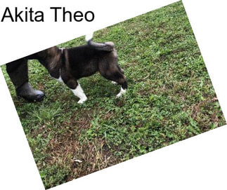 Akita Theo