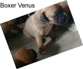 Boxer Venus