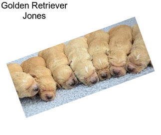 Golden Retriever Jones
