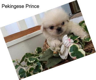 Pekingese Prince