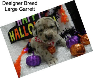 Designer Breed Large Garrett