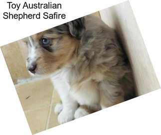 Toy Australian Shepherd Safire