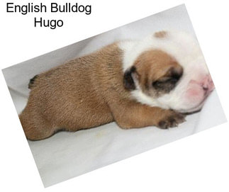English Bulldog Hugo