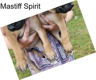 Mastiff Spirit