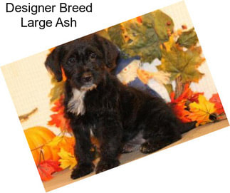 Designer Breed Large Ash