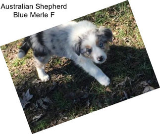 Australian Shepherd Blue Merle F