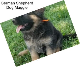 German Shepherd Dog Maggie