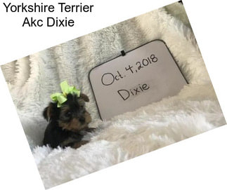 Yorkshire Terrier Akc Dixie