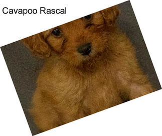 Cavapoo Rascal