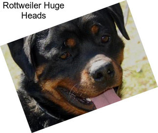 Rottweiler Huge Heads