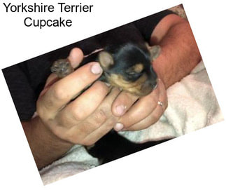 Yorkshire Terrier Cupcake