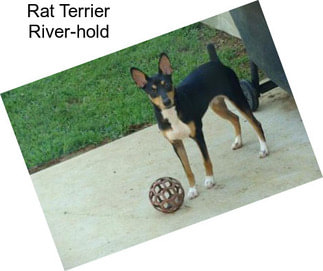 Rat Terrier River-hold