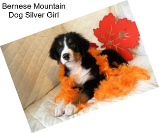 Bernese Mountain Dog Silver Girl