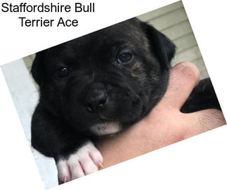 Staffordshire Bull Terrier Ace