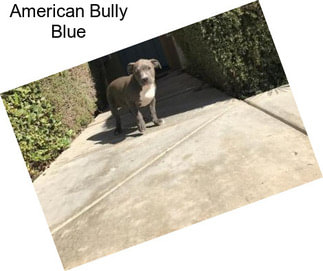 American Bully Blue