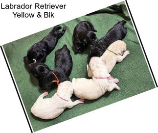 Labrador Retriever Yellow & Blk