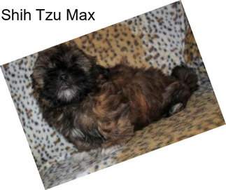 Shih Tzu Max