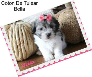 Coton De Tulear Bella