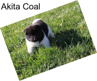 Akita Coal