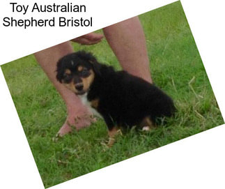 Toy Australian Shepherd Bristol