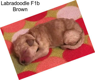 Labradoodle F1b Brown