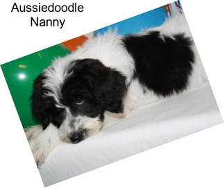 Aussiedoodle Nanny