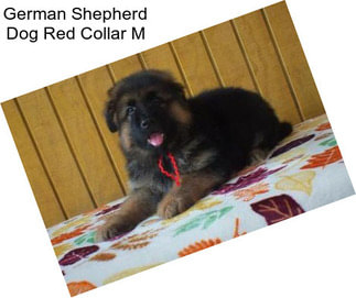 German Shepherd Dog Red Collar M