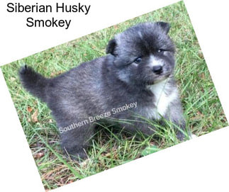 Siberian Husky Smokey