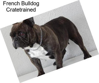 French Bulldog Cratetrained
